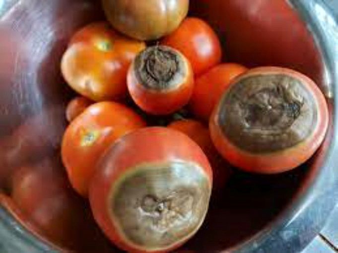Comment Fournir Du Calcium Aux Tomates De Lait - 24 Solutions