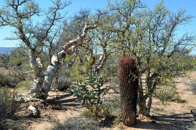 Guide Californie Barrel Cactus. Comment Prendre Soin De 