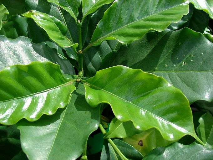 Guide Des Plants De Café. Comment Prendre Soin Des Plants De Café Arabica