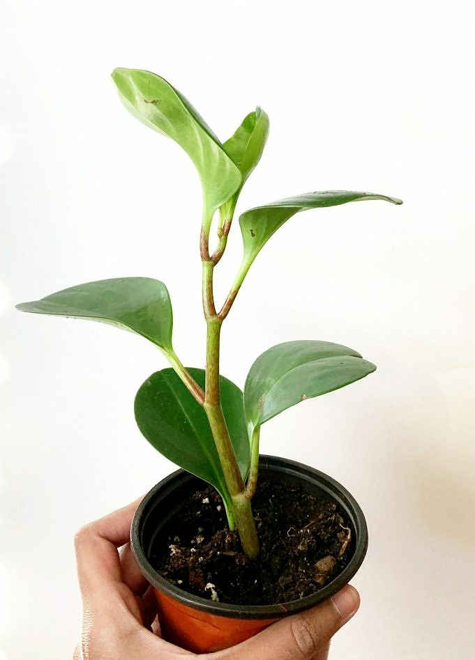 Guide Peperomia Obtusifolia. Comment Prendre Soin Des Plantes à Caoutchouc Pour Bébés