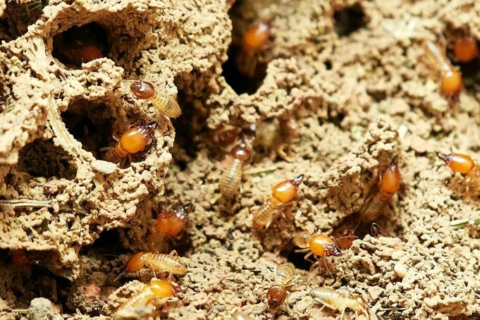 Le Meilleur Traitement Contre Les Termites Pour La Lutte Antiparasitaire