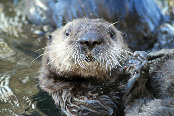 Sea Otter Classic Gravel Race Comment Sinscrire