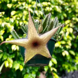 Stapelia Grandiflora Alias Starfish Flower Cacti